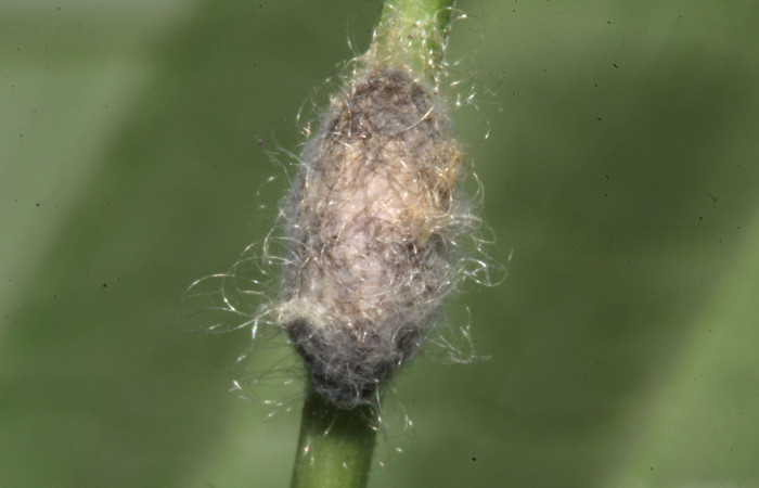 Figura 24. Capullo de parásito, 5 mm. Foto 07 julio 2017. Voucher: 17-SRNP-31619-DHJ739333.jpg.