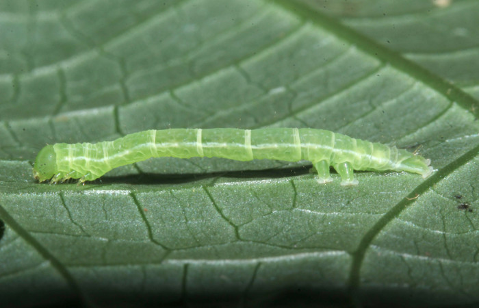 Figura 9. Larva de <i>Cecharismena nealcesalis</i></i> (Erebidae). Vista lateral, segundo estadío, 17 mm. Foto 04/julio/2017. Voucher: 17-SRNP-31641-DHJ739357.jpg.