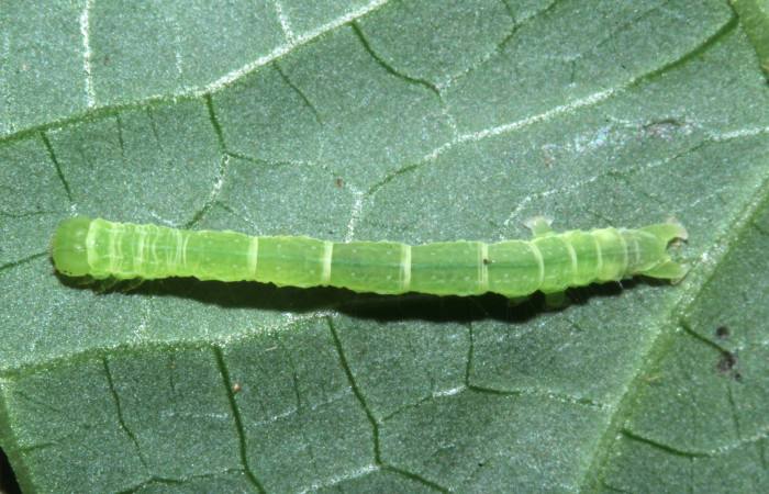 Figura 10. Larva de <i>Cecharismena nealcesalis</i></i> (Erebidae). Vista dorsal, segundo estadío, 17 mm. Foto 04/julio/2017. Voucher: 17-SRNP-31641-DHJ739358.jpg.