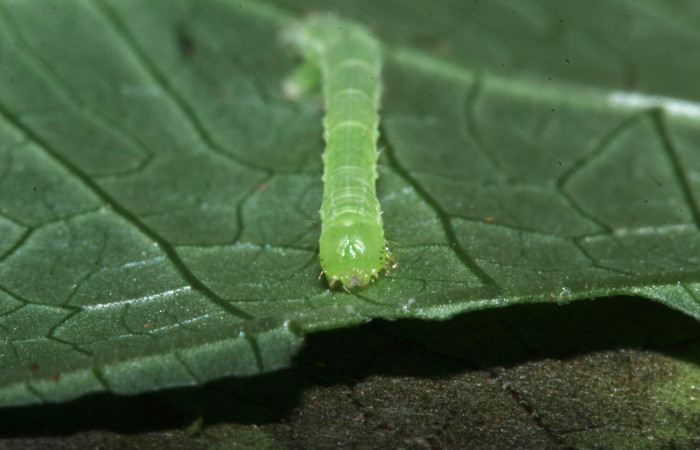 Figura 11. Larva de <i>Cecharismena nealcesalis</i></i> (Erebidae). Cabeza de frente, segundo estadío, 17 mm. Foto 04/julio/2017. Voucher: 17-SRNP-31641-DHJ739359.jpg.