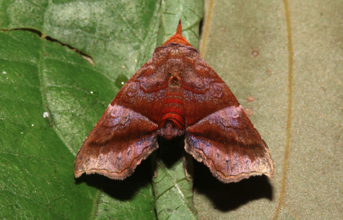 Figura 3. Adulto de <i>Cecharismena nealcesalis</i></i> (Erebidae). Vista dorsal, 17 mm. Voucher: 17-SRNP-31641-DHJ739885.jpg.