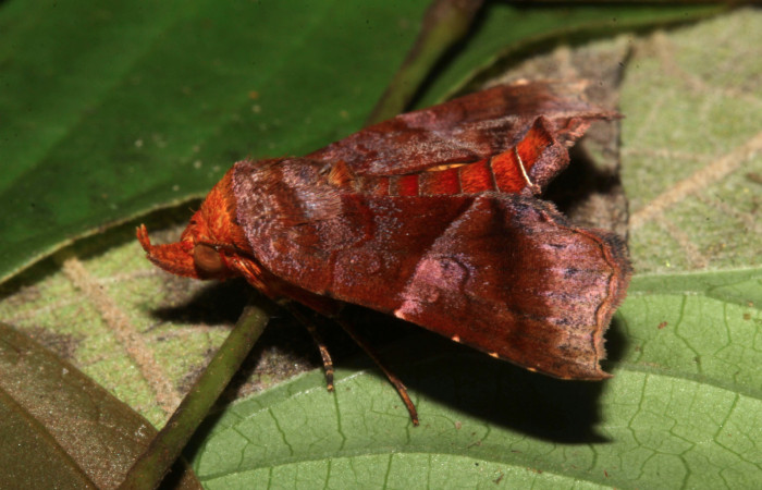 Figura 4. Adulto de <i>Cecharismena nealcesalis</i></i> (Erebidae). Vista lateral, 17 mm. Voucher: 17-SRNP-31641-DHJ739886.jpg.
