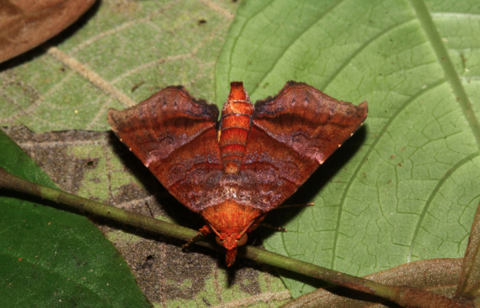 Figura 5. Adulto de <i>Cecharismena nealcesalis</i></i> (Erebidae). Vista dorsal, 17 mm. Voucher: 17-SRNP-31641-DHJ739887.jpg.