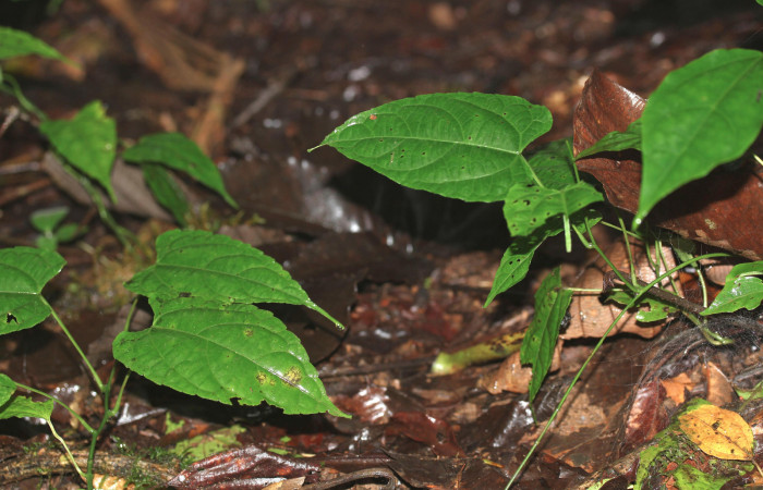 Figura 6. Larva de <i>Cecharismena nealcesalis</i></i> (Erebidae). Como esta en la hoja, 22 mm. Foto 07/julio/2017. Voucher: 17-SRNP-31767-DHJ739523.jpg.