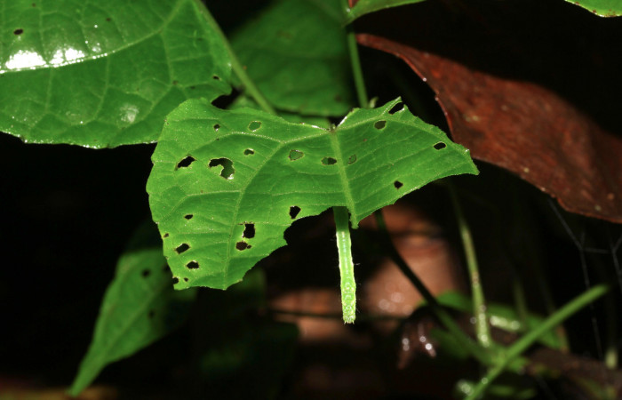 Figura 7. Larva de <i>Cecharismena nealcesalis</i></i> (Erebidae). Como esta en la hoja, 22 mm. Foto 07/julio/2017. Voucher: 17-SRNP-31767-DHJ739526.jpg.