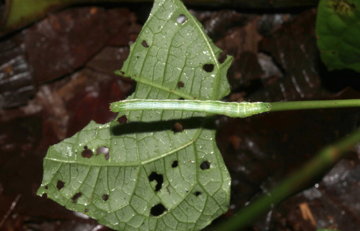 Figura 8. Larva de <i>Cecharismena nealcesalis</i></i> (Erebidae). Vista dorsal, 22 mm. Foto 07/julio/2017. Voucher: 17-SRNP-31767-DHJ739528.jpg.