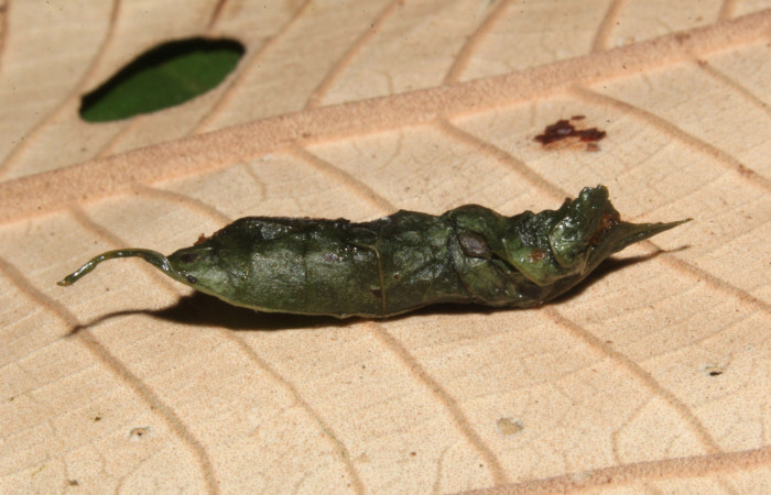 Figura 16. Capullo de <i>Cecharismena nealcesalis</i></i> (Erebidae), 13 mm. Foto 29/Junio/2017. Voucher: 17-SRNP-31770-DHJ739967.jpg.