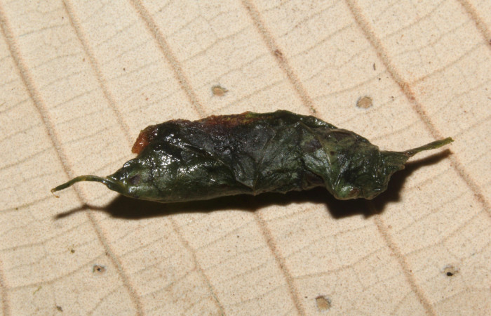 Figura 17. Capullo de <i>Cecharismena nealcesalis</i></i> (Erebidae), 13 mm. Foto 29/Junio/2017. Voucher: 17-SRNP-31770-DHJ739968.jpg.