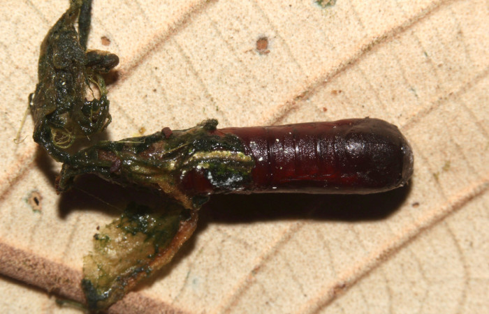 Figura 20. Pupa de <i>Cecharismena nealcesalis</i></i> (Erebidae). Pupa dorsal, 13 mm. Foto 29/Junio/2017. Voucher: 17-SRNP-31770-DHJ739969.jpg.