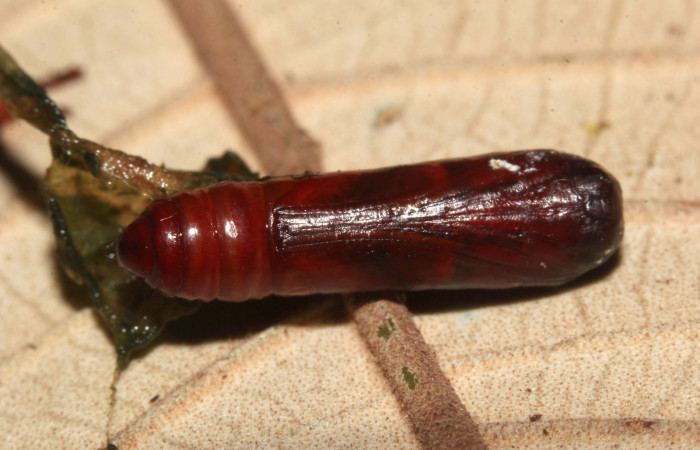 Figura 18. Pupa de <i>Cecharismena nealcesalis</i></i> (Erebidae). Pupa ventral, 13 mm. Foto 29/Junio/2017. Voucher: 17-SRNP-31770-DHJ739970.jpg.