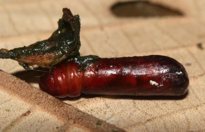 Figura 19. Pupa de <i>Cecharismena nealcesalis</i></i> (Erebidae). Pupa dorsal, 13 mm. Foto 29/Junio/2017. Voucher: 17-SRNP-31770-DHJ739971.jpg.