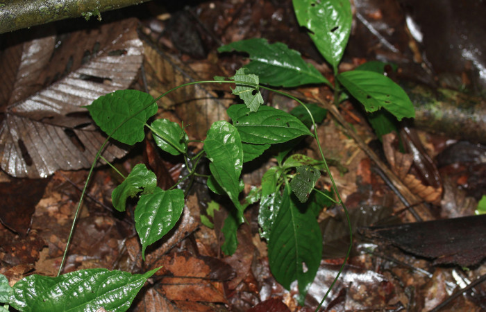 Figura 25. Planta hospedera <i>Dalechampia websteri</i></i> (Euphorbiaceae) de <i>Cecharismena nealcesalis</i></i> (Erebidae). 