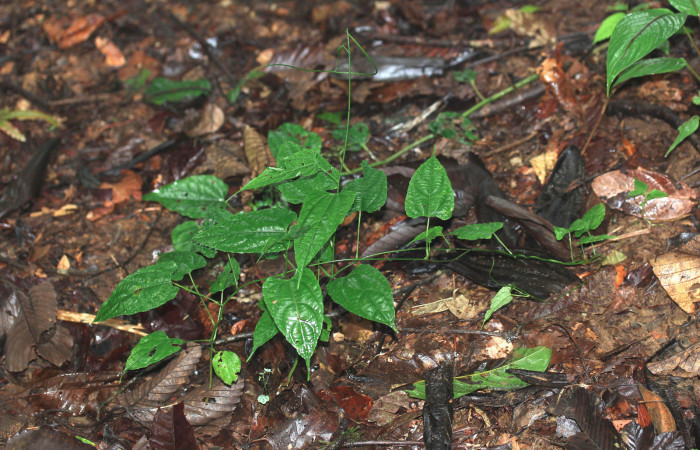 Figura 26. Planta hospedera <i>Dalechampia websteri</i></i> (Euphorbiaceae) de <i>Cecharismena nealcesalis</i></i> (Erebidae). 