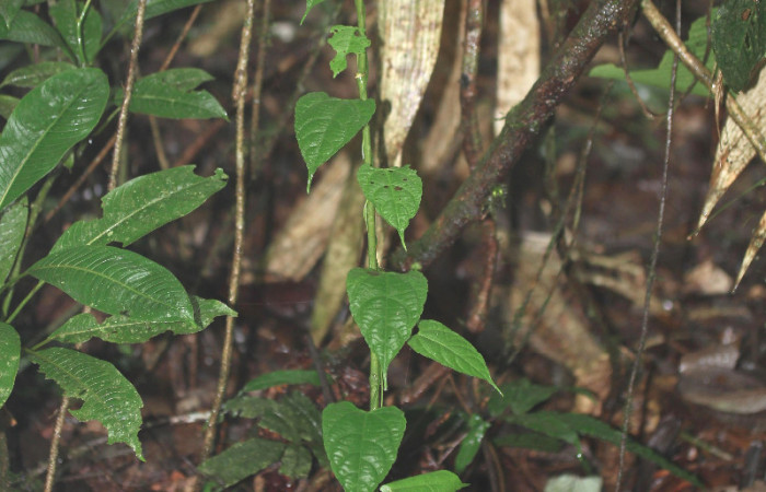 Figura 27. Planta hospedera <i>Dalechampia websteri</i></i> (Euphorbiaceae) de <i>Cecharismena nealcesalis</i></i> (Erebidae). 