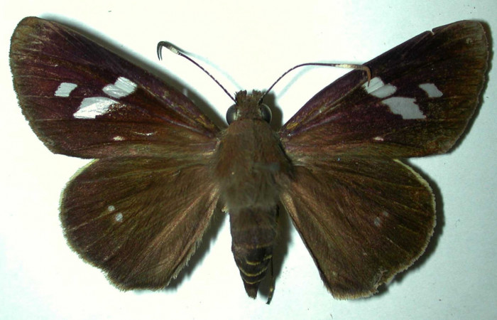 Fig.1. Adulto de <i>Carystoides escalantei</i></i>. Hembra vista dorsal. Voucher : 96-SRNP-10086-DHJ31525.jpg.