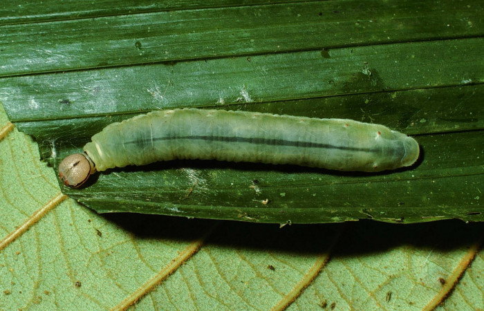 Fig.10. Larva de <i>Carystoides escalantei</i></i>. 46mm  de longitud. Voucher :  02-SRNP-3153-DHJ67269.jpg.