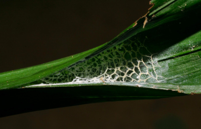 Fig.11. Prepupa de <i>Carystoides escalantei</i></i>. 34mm de longitud. Voucher : 06-SRNP-41013-DHJ414201.jpg.
