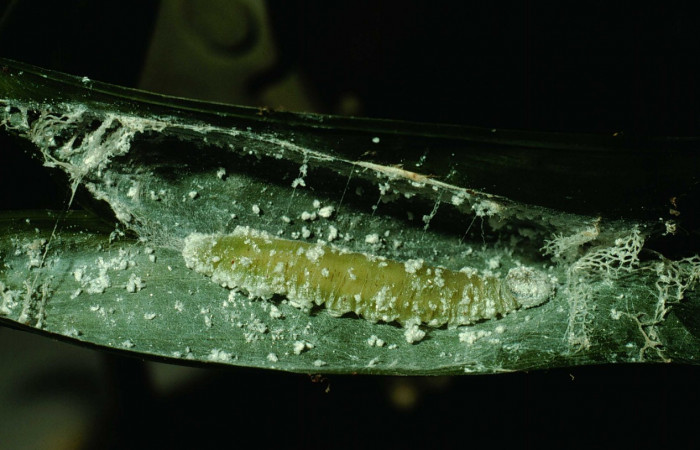 Fig.12. Prepupa de <i>Carystoides escalantei</i></i>. Voucher : 94-SRNP-7959-DHJ26220.jpg.