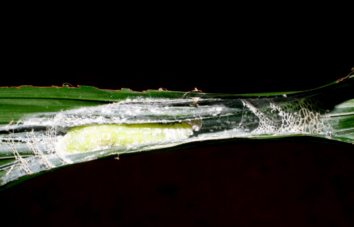 Fig.13. Pupa de <i>Carystoides escalantei</i></i>. 34mm de longitud. Voucher : 06-SRNP-41013-DHJ414203.jpg.