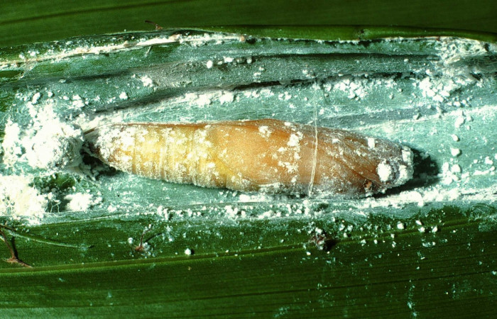 Fig.14.Pupa de <i>Carystoides escalantei</i></i>. 34mm de longitud. Voucher : 01-SRNP-2442-DHJ60342.jpg.