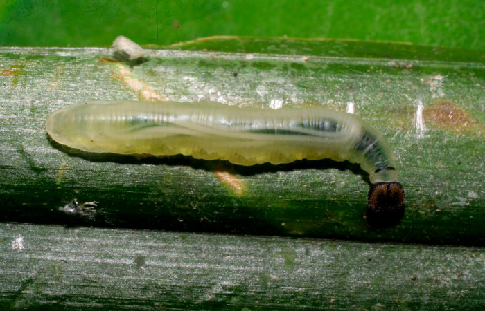 Fig.15. Larva de <i>Carystoides escalantei</i></i>. 19mm  de longitud. Voucher : 08-SRNP-30230-DHJ435796.jpg.
