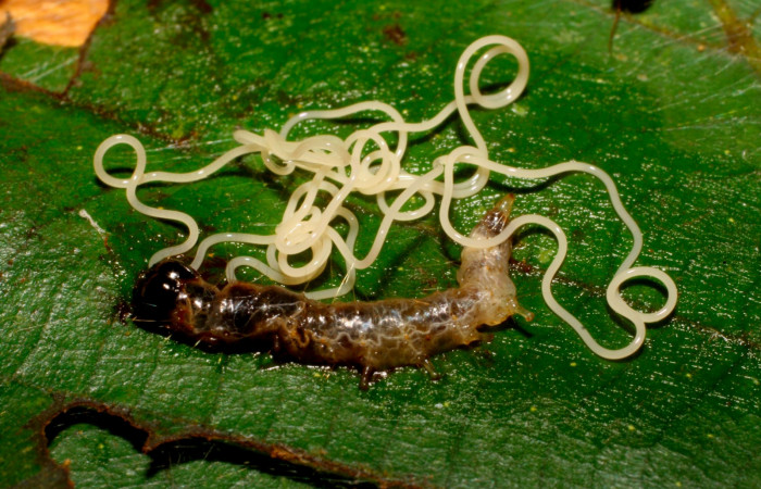 Fig.16. Ejemplo de nematodo que parasita a <i>Carystoides escalantei</i></i>. La imagen muestra parásito nematoda salido en <i>Patania Solis</i></i>
 Voucher : 09-SRNP-65222-DHJ452249.jpg.