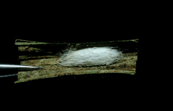 Fig.17. Capullo Braconidae de <i>Carystoides escalantei</i></i>. Voucher : 06-SRNP-47488-DHJ461766.jpg.