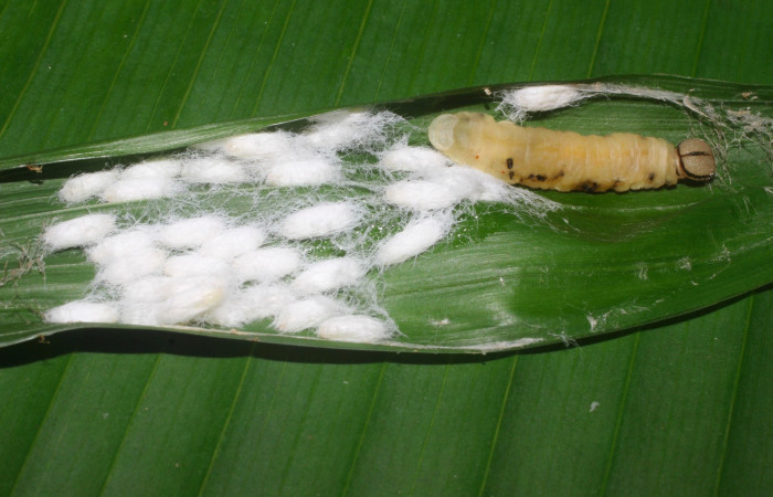 Fig.18. Capullos Braconidae de <i>Carystoides escalantei</i></i>. Voucher : 15-SRNP-55966-DHJ492441.jpg.