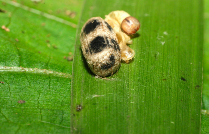 Fig.19. Capullo Ichneumonidae, parásito de <i>Carystoides escalantei</i></i>. Voucher : 15-SRNP-35445-DHJ709352.jpg.