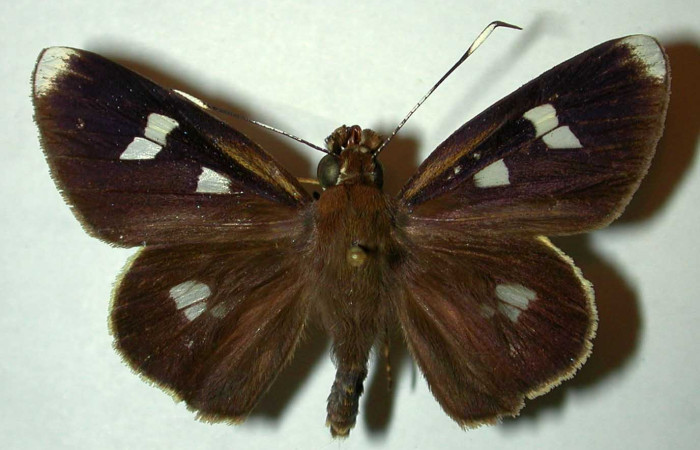 Fig.2. Adulto de <i>Carystoides escalantei</i></i>. Macho vista ventral. Voucher : 98-SRNP-6693-DHJ31527.jpg.