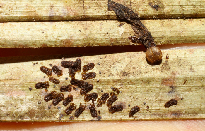 Fig.20. Capullos Eulophidae, parásito de <i>Carystoides escalantei</i></i>. Voucher : 09-SRNP-30091-DHJ473999.jpg.