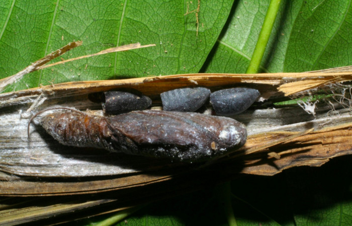Fig.21.Puparios Tachinidae, parásito de <i>Carystoides escalantei</i></i>. Voucher : 04-SRNP-763-DHJ401393.jpg.