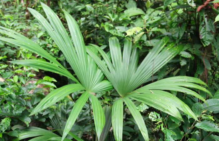 Fig.22. Mostrando hojas de <i>Cryosophila warscewiczii</i></i> (Arecaceae), planta hospedera de larva <i>Carystoides escalantei</i></i>.
