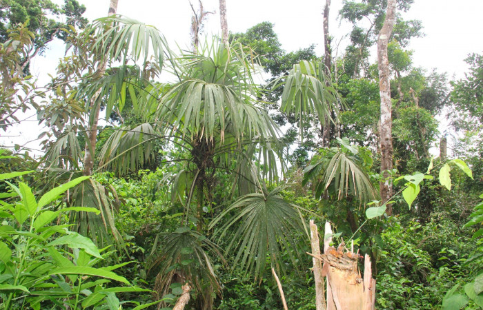 Fig.23. Planta hospedera de larva <i>Carystoides escalantei</i></i>, <i>Cryosophila warscewiczii</i></i> (Arecaceae).