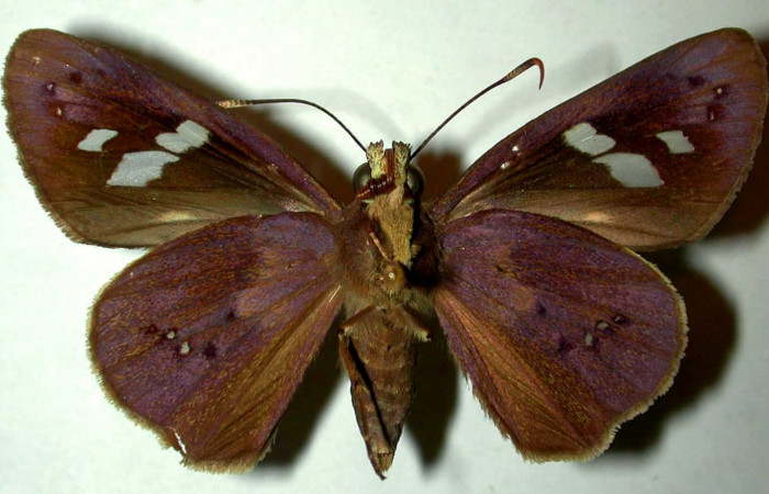 Fig.3. Adulto de <i>Carystoides escalantei</i></i>. Hembra vista ventral. Voucher : 96-SRNP-10086-DHJ31526.jpg.