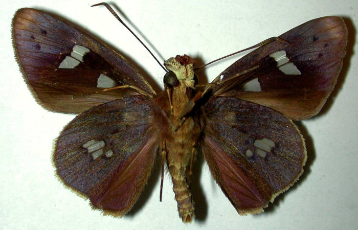 Fig.4. Adulto de <i>Carystoides escalantei</i></i>. Macho vista ventral. Voucher : 98-SRNP-6693-DHJ31528.jpg.