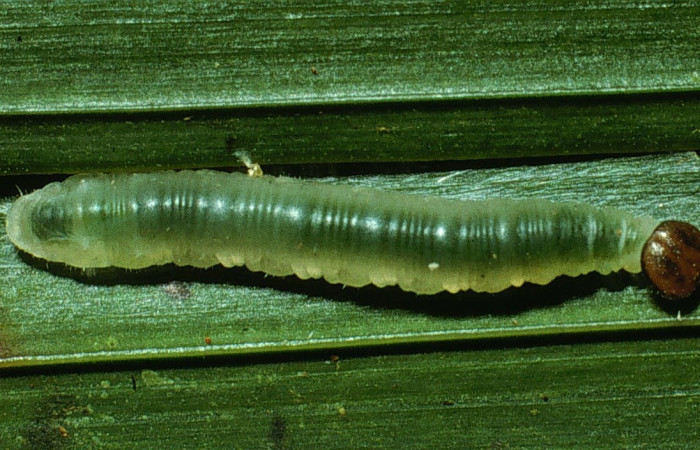 Fig.5. Larva de <i>Carystoides escalantei</i></i>. 12mm de  longitud vista dorsal. Voucher : 03-SRNP-3121-DHJ72092.jpg.