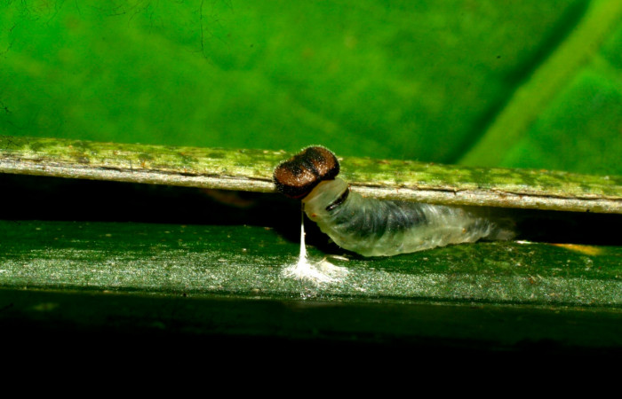 Fig.6. Larva de <i>Carystoides escalantei</i></i>. 19mm de longitud. Voucher : 08-SRNP-30230-DHJ435794.jpg.

