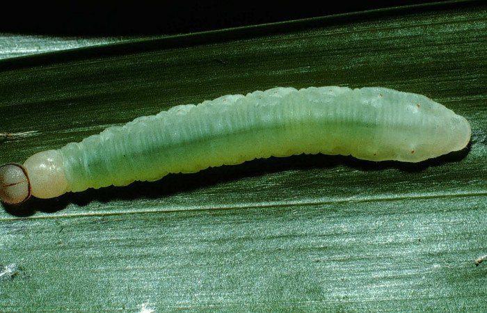 Fig.7. Larva de <i>Carystoides escalantei</i></i>. 30mm de longitud vista lateral. Voucher : 02-SRNP-24350-DHJ70766.jpg.
