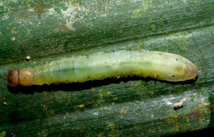 Fig.8. Larva de <i>Carystoides escalantei</i></i>. 29mm de longitud vista lateral. Voucher : 09-SRNP-30091-DHJ450877.jpg.