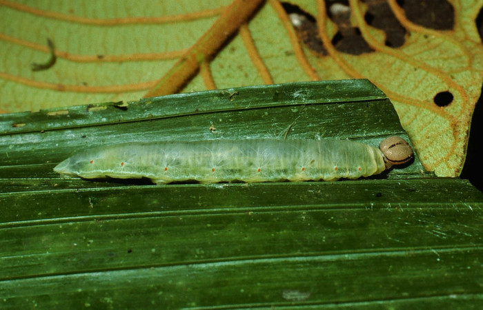 Fig.9. Larva de <i>Carystoides escalantei</i></i>. 46mm  de longitud. Voucher : 02-SRNP-3153-DHJ67270.jpg.