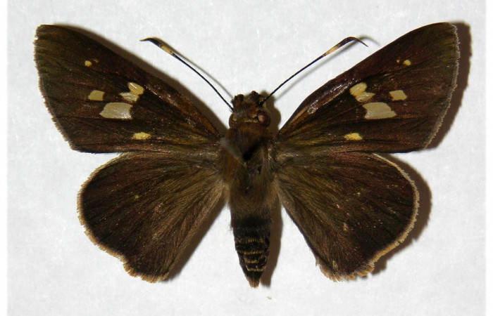 Fig.1. Adulto de <i>Carystoides orbius</i></i>. Hembra de 38mm de longitud vista dorsal. Voucher : Fig.1. 05-SRNP-3876-DHJ318272.jpg.