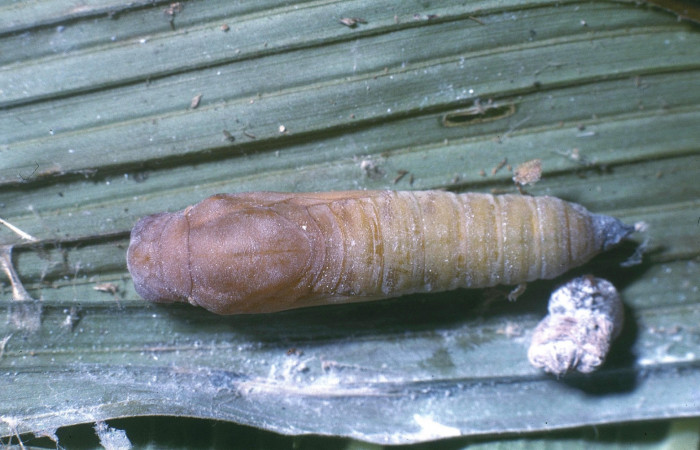 Fig.10.Pupa de <i>Carystoides orbius</i></i>. 24mm de longitud vista dorsal. Voucher : 04-SRNP-681-DHJ81450.jpg.