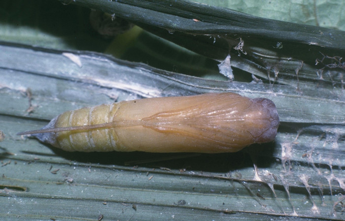 Fig.11. Pupa de <i>Carystoides orbius</i></i>. 24mm de longitud vista ventral. Voucher :04-SRNP-681-DHJ81456.jpg.
