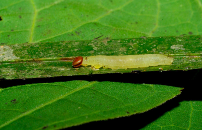 Fig.11. Pupa de Carystoides orbius. 24mm de longitud vista ventral. Voucher :04-SRNP-681-DHJ81456.jpg.




Fig.12. Larva de <i>Carystoides orbius</i></i>. 15mm de PPPU longitud vista lateral. Voucher : 06-SRNP-34093-DHJ425261.jpg.

