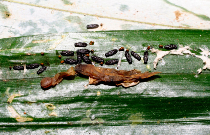 Fig.13. Capullos de Parásito de <i>Carystoides orbius</i></i>. Voucher : 09-SRNP-30152-DHJ450935.jpg.