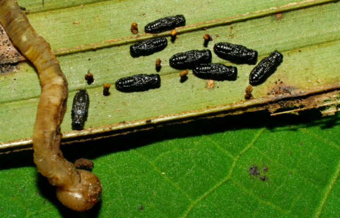 Fig.14. Capullos de Parásito de <i>Carystoides orbius</i></i>. Voucher : 08-SRNP-30506-DHJ438537.jpg.