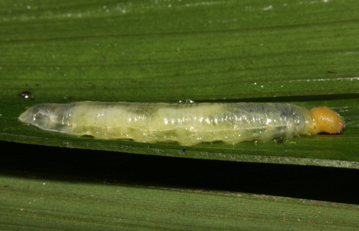 Fig.15. Mostrando larva parasitada de <i>Carystoides orbius</i></i>. Voucher : 15-SRNP-31923-DHJ728700.jpg.