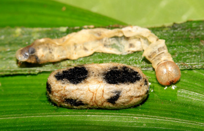 Fig.17. Capullo de Parásito de <i>Carystoides orbius</i></i>. Voucher: 14-SRNP-31782-DHJ721474.jpg.