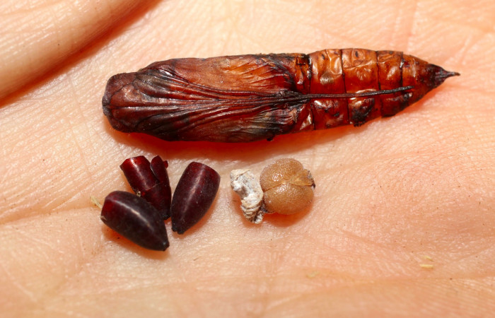 Fig.18. Puparios de Parásito de <i>Carystoides orbius</i></i>. 10-SRNP-65037-DHJ498275.jpg.